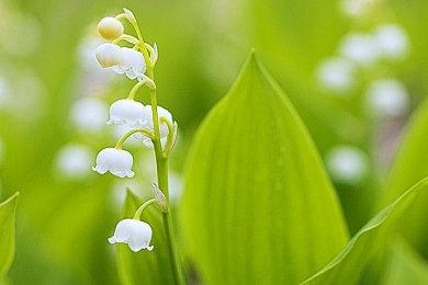 《MÖRK BORG Heresy Supreme》Steam页面开放 2025年发售